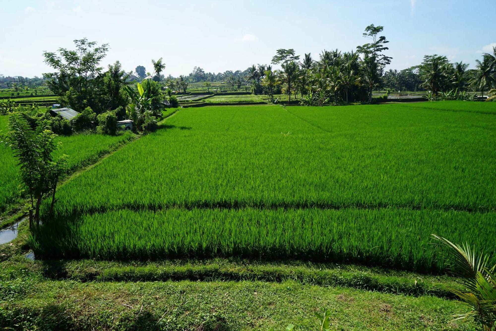 Santun Luxury Private Villas Ubud Zimmer foto